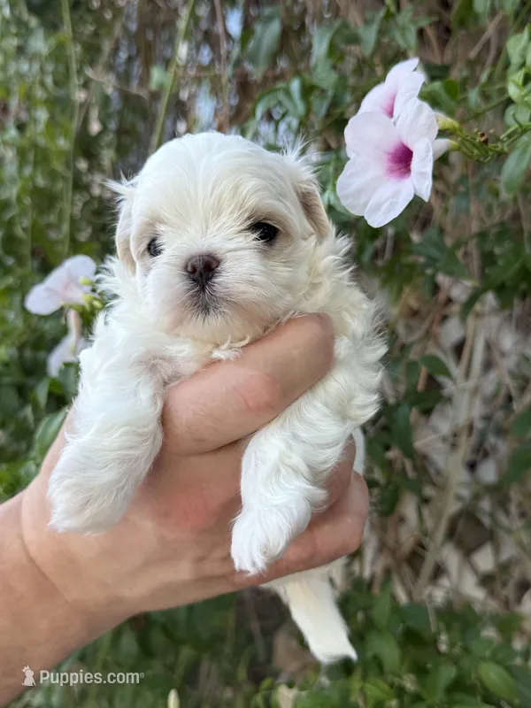 Larry – Maltese puppy for sale in Temecula, CA