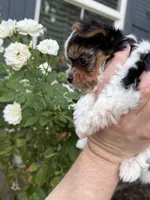 AKC Tiny Kris, a male Biewer for sale in Temecula, CA – 4 of 5