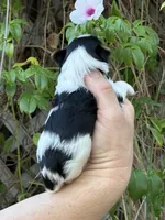 AKC Puppy - Kris, a male Biewer for sale in Temecula, CA – 4 of 4