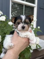 AKC Tiny Kris, a male Biewer for sale in Temecula, CA – 1 of 5