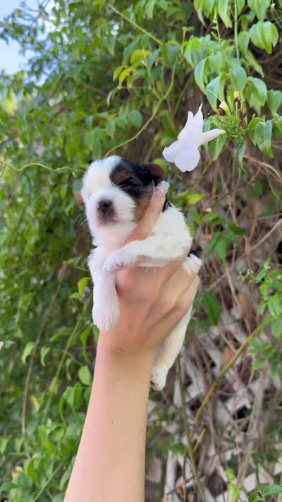 AKC Puppy- Jusmine, a female Biewer for sale in Temecula, CA – 6 of 6