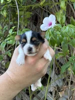 AKC Puppy - Kris, a male Biewer for sale in Temecula, CA – 3 of 4