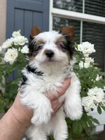 AKC  Jack, a male Biewer for sale in Temecula, CA – 2 of 5