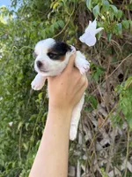 AKC Puppy- Jack, a male Biewer for sale in Temecula, CA – 5 of 6