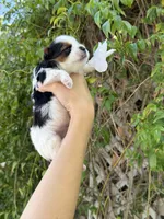 AKC Puppy- Jack, a male Biewer for sale in Temecula, CA – 4 of 6
