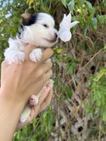 AKC Puppy- Jusmine, a female Biewer for sale in Temecula, CA – 3 of 6
