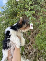 AKC Puppy- IZZY, a female Biewer for sale in Temecula, CA – 2 of 4