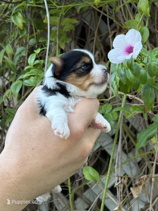 AKC Puppy - Kris – Biewer puppy for sale in Temecula, CA