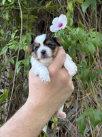 AKC Puppy - Kaly, a female Biewer for sale in Temecula, CA – 2 of 5