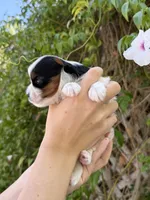 AKC Puppy- Jusmine, a female Biewer for sale in Temecula, CA – 4 of 6