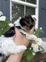 AKC Tiny Kris, a male Biewer for sale in Temecula, CA – 3 of 5