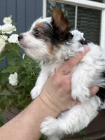 AKC  Jack, a male Biewer for sale in Temecula, CA – 3 of 5