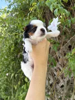 AKC Puppy- Jack, a male Biewer for sale in Temecula, CA – 1 of 6