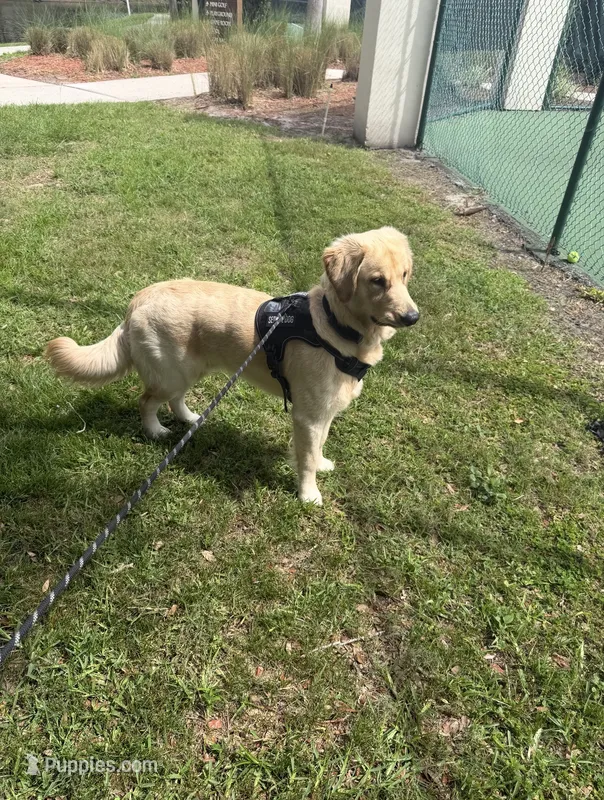 X – Golden Retriever puppy for sale in Saint Cloud, FL