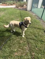 X, a male Golden Retriever for sale in Saint Cloud, FL – 1 of 1