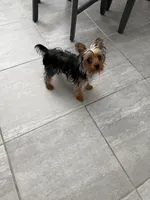 Lilo, a female Yorkshire Terrier for sale in Saint Cloud, FL – 1 of 3