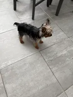 Lilo, a female Yorkshire Terrier for sale in Saint Cloud, FL – 2 of 3