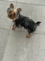 Lilo, a female Yorkshire Terrier for sale in Saint Cloud, FL – 3 of 3