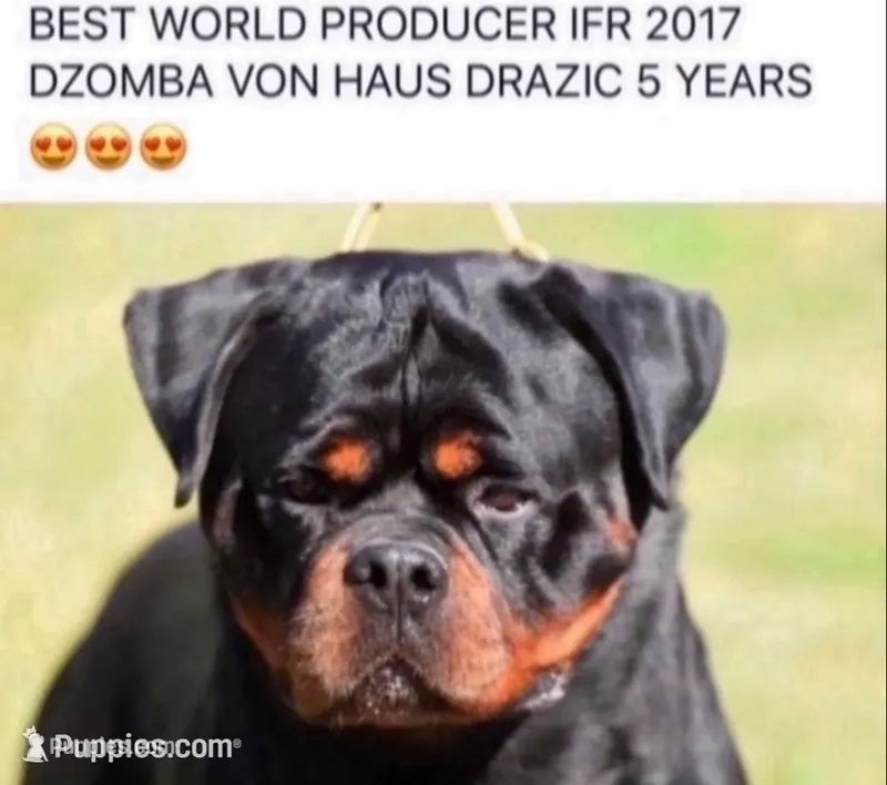 European Rottweiler AKC Puppies – Rottweiler puppy for sale in Burkesville, KY