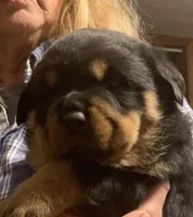 Dzomba puppies, a female Rottweiler for sale in Burkesville, KY – Photo 5 of 5