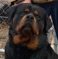 Dzomba puppies, a female Rottweiler for sale in Burkesville, KY – Photo 3 of 5