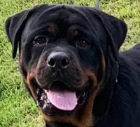 Dzomba puppies, a female Rottweiler for sale in Burkesville, KY – Photo 4 of 5