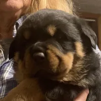 Dzamba puppies, a male Rottweiler for sale in Burkesville, KY – Photo 5 of 5