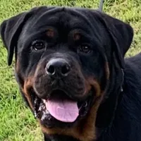 Dzamba puppies, a male Rottweiler for sale in Burkesville, KY – Photo 4 of 5