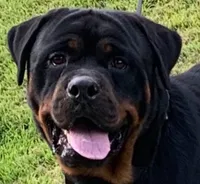 Dzamba puppies, a male Rottweiler for sale in Burkesville, KY – Photo 4 of 5