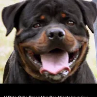 Dzamba puppies, a male Rottweiler for sale in Burkesville, KY – Photo 2 of 5