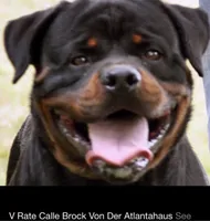 Dzamba puppies, a male Rottweiler for sale in Burkesville, KY – Photo 2 of 5