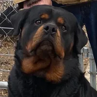 Dzamba puppies, a male Rottweiler for sale in Burkesville, KY – Photo 3 of 5