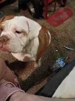 Tank, a male Olde English Bulldogge for sale in Evansville, IN – 3 of 7