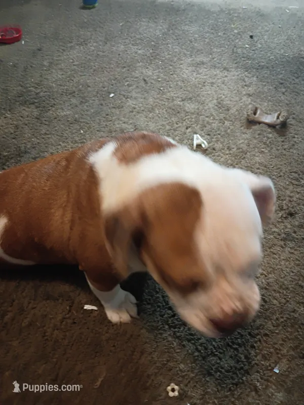 Tank – Olde English Bulldogge puppy for sale in Evansville, IN
