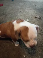 Tank, a male Olde English Bulldogge for sale in Evansville, IN – 1 of 7