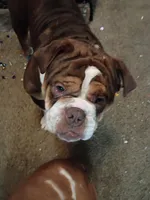Tank, a male Olde English Bulldogge for sale in Evansville, IN – 4 of 7