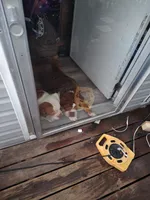Pumpkin, a male Beagle and Olde English Bulldogge for sale in Evansville, IN – 3 of 3