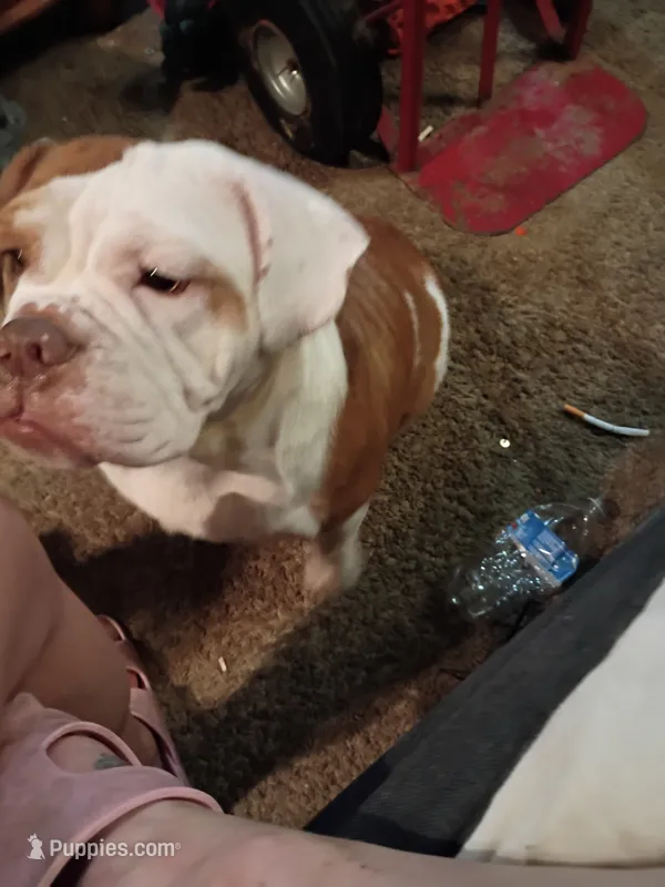 Pumpkin – Beagle, Olde English Bulldogge puppy for sale in Evansville, IN