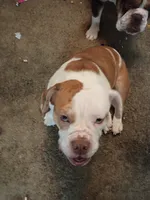 Tank, a male Olde English Bulldogge for sale in Evansville, IN – 2 of 7