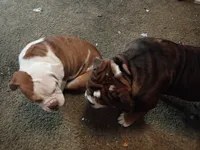 Tank, a male Olde English Bulldogge for sale in Evansville, IN – 5 of 7