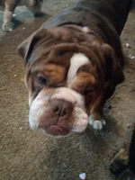 Tank, a male Olde English Bulldogge for sale in Evansville, IN – 7 of 7