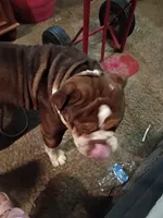 Tank, a male Olde English Bulldogge for sale in Evansville, IN – 6 of 7