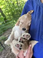 Red, a male Goldendoodle for sale in South Glastonbury, CT – Photo 8 of 10