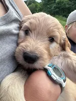 Red, a male Goldendoodle for sale in South Glastonbury, CT – Photo 7 of 10