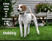 Red, a male Goldendoodle for sale in South Glastonbury, CT – Photo 9 of 10