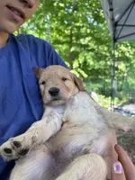 Red, a male Goldendoodle for sale in South Glastonbury, CT – Photo 6 of 10