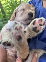 Red, a male Goldendoodle for sale in South Glastonbury, CT – Photo 4 of 10