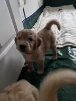 Red, a male Goldendoodle for sale in South Glastonbury, CT – Photo 5 of 10