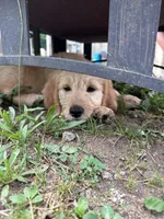 Red, a male Goldendoodle for sale in South Glastonbury, CT – Photo 3 of 10