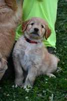 Red, a male Goldendoodle for sale in South Glastonbury, CT – Photo 1 of 10